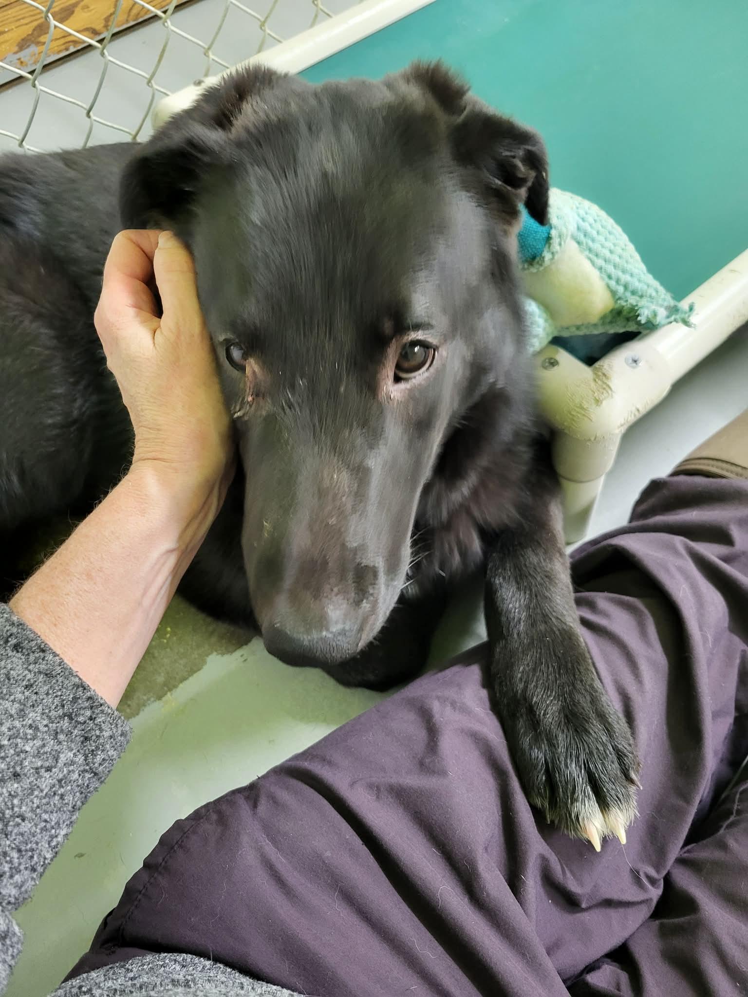 Chance, ADOPTABLE, Young Male Border Collie & German Shepherd Dog.