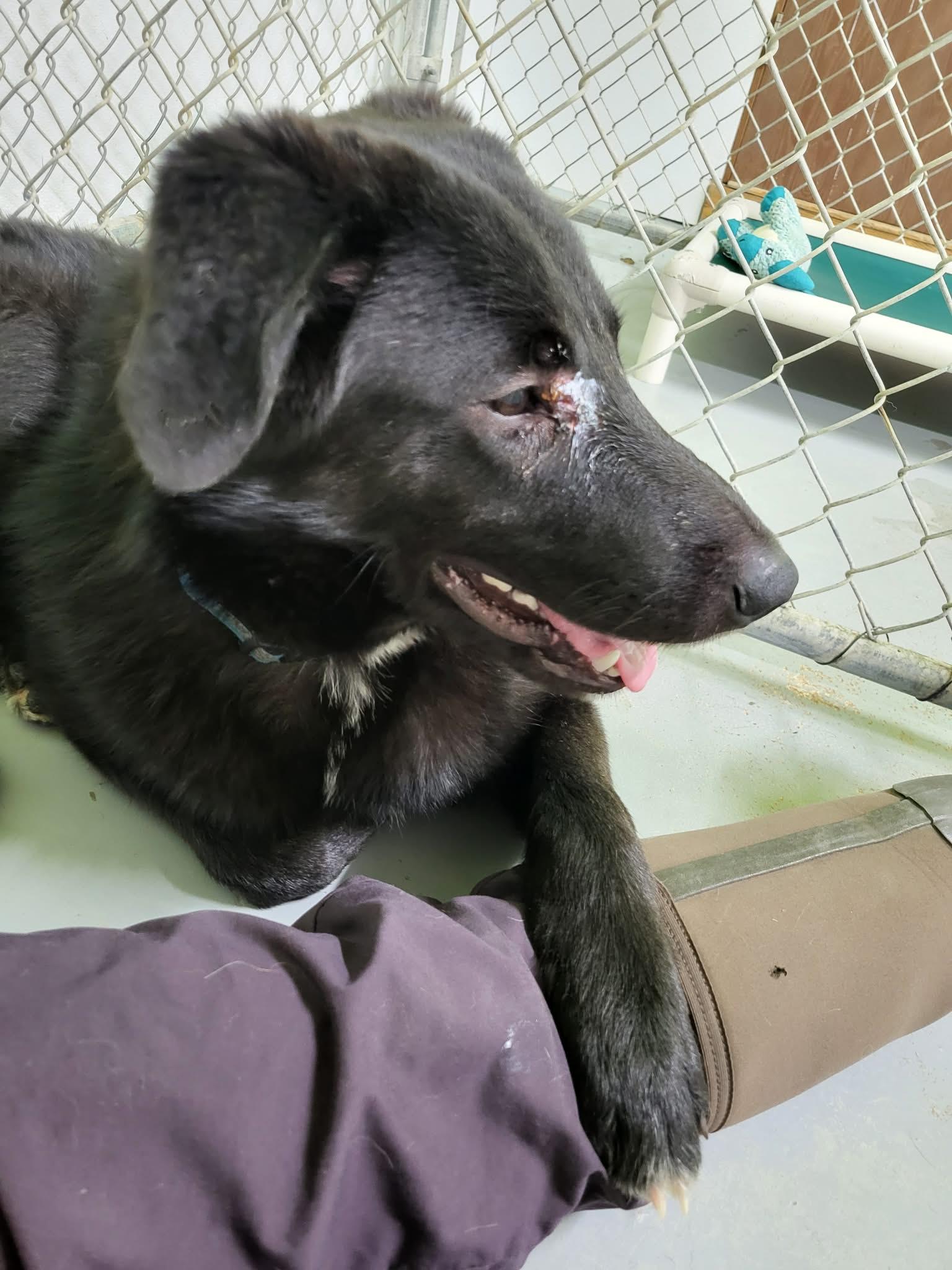 Enlarge Chance, a ADOPTABLE mixed breed in Fort Smith, NT image 3/5