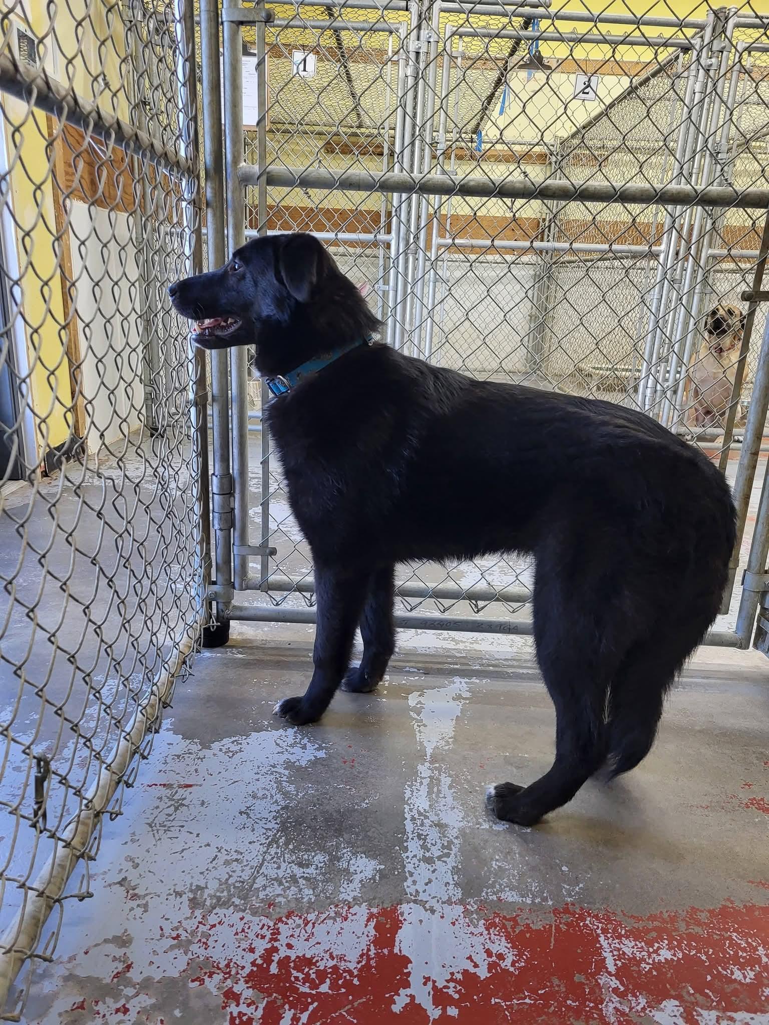 Enlarge Chance, a ADOPTABLE mixed breed in Fort Smith, NT image 4/5