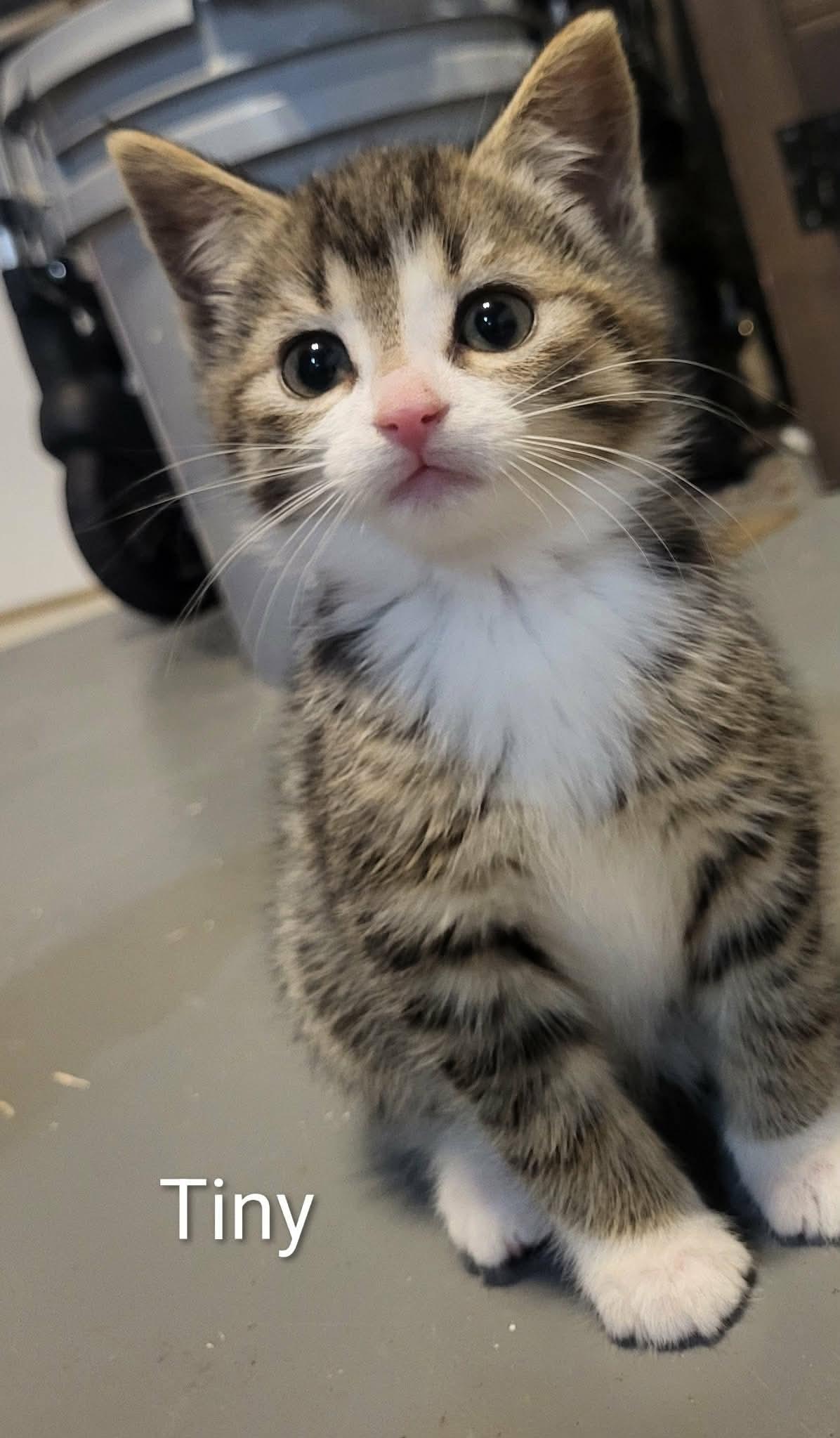 TINY, an adopted Domestic Short Hair in Tillsonburg, ON image 1/4