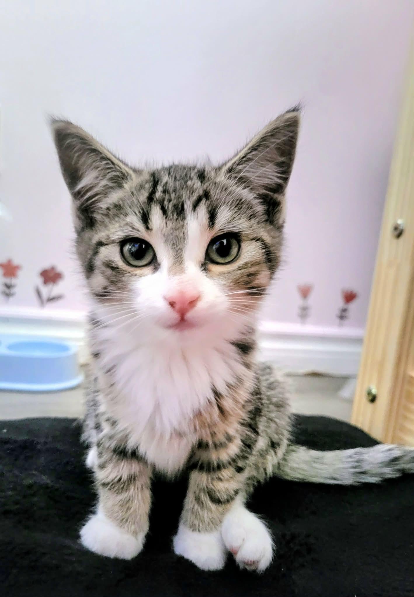 TINY, an adopted Domestic Short Hair in Tillsonburg, ON image 2/4
