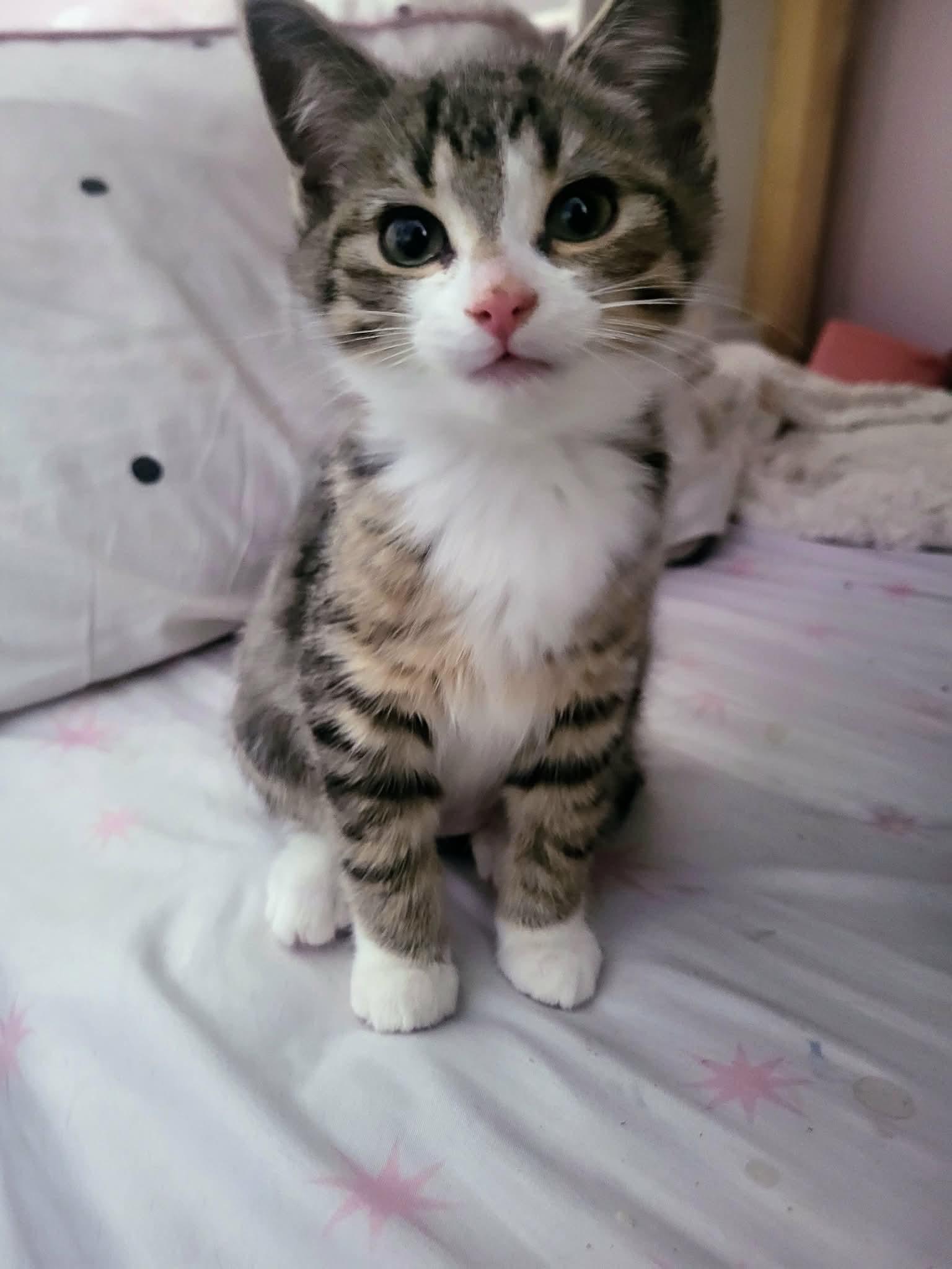 TINY, an adopted Domestic Short Hair in Tillsonburg, ON image 3/4