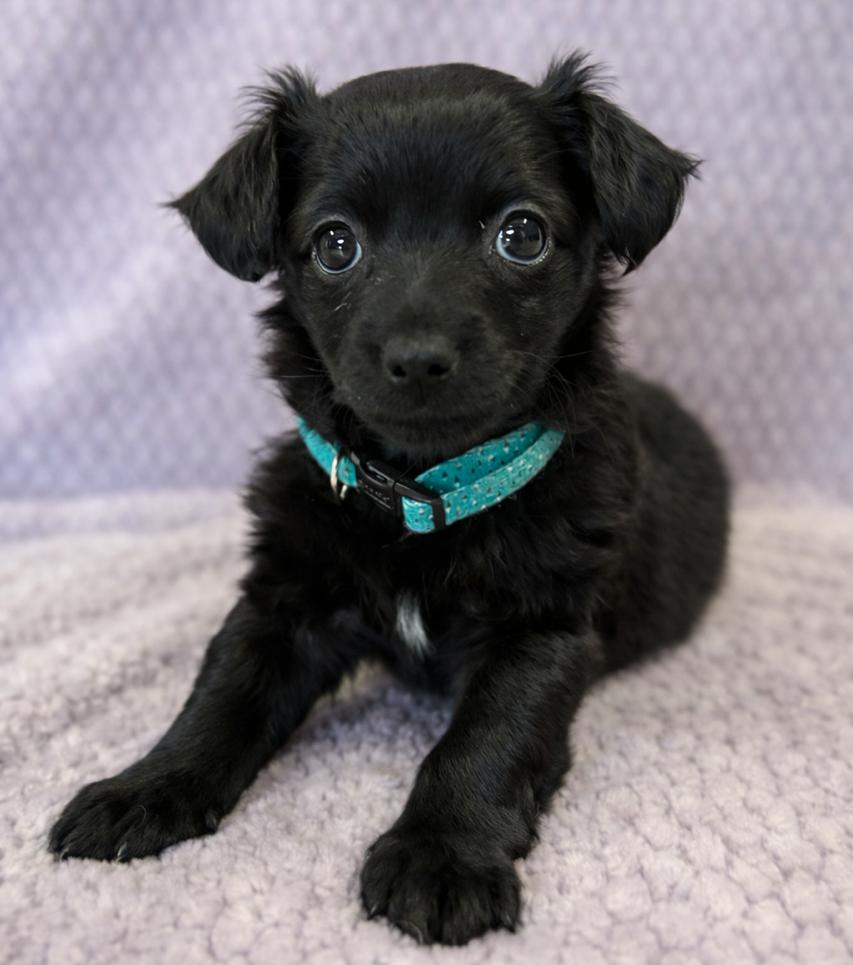 Enlarge Hannah, an adopted Chihuahua in Lodi, CA image 4/5