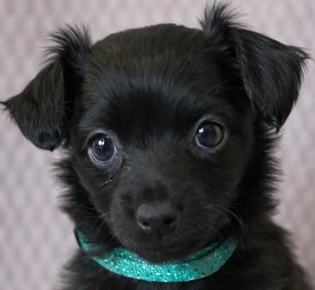 Enlarge Hannah, an adopted Chihuahua in Lodi, CA image 2/5