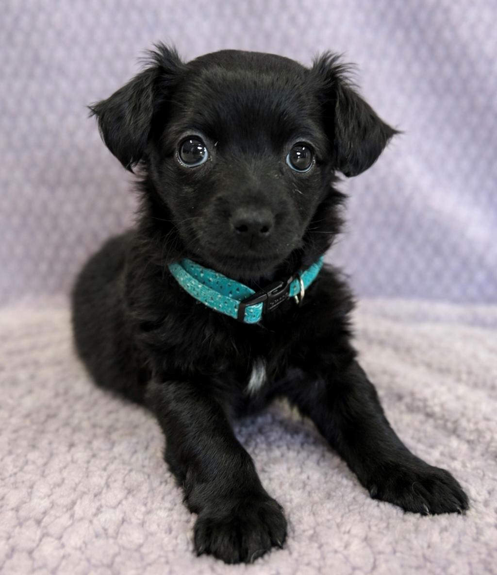 Enlarge Hannah, an adopted Chihuahua in Lodi, CA image 1/5