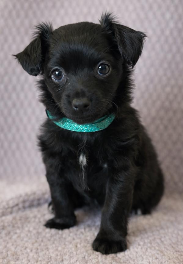 Enlarge Hannah, an adopted Chihuahua in Lodi, CA image 5/5