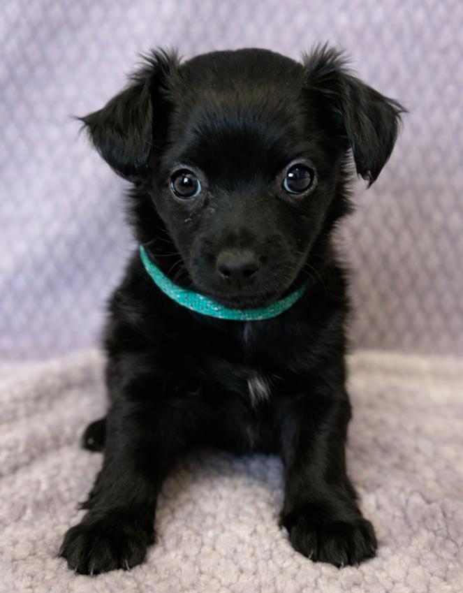 Enlarge Hannah, an adopted Chihuahua in Lodi, CA image 3/5