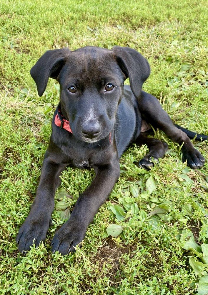 Rosa Barks, Adoptable, Puppy Female Mixed Breed.