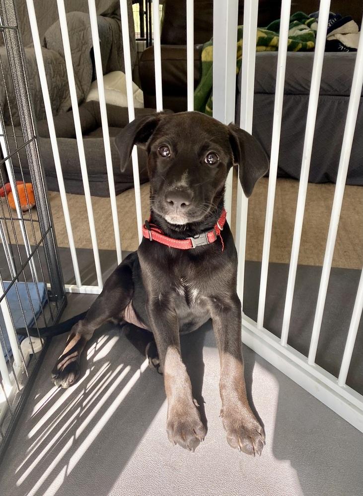 Enlarge Rosa Barks, a Adoptable mixed breed in Deerfield, WI image 3/6