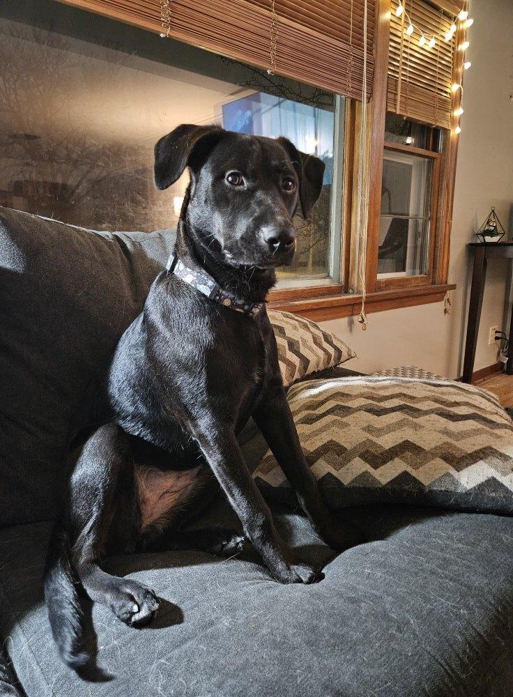 Enlarge Rosa Barks, a Adoptable mixed breed in Deerfield, WI image 4/5