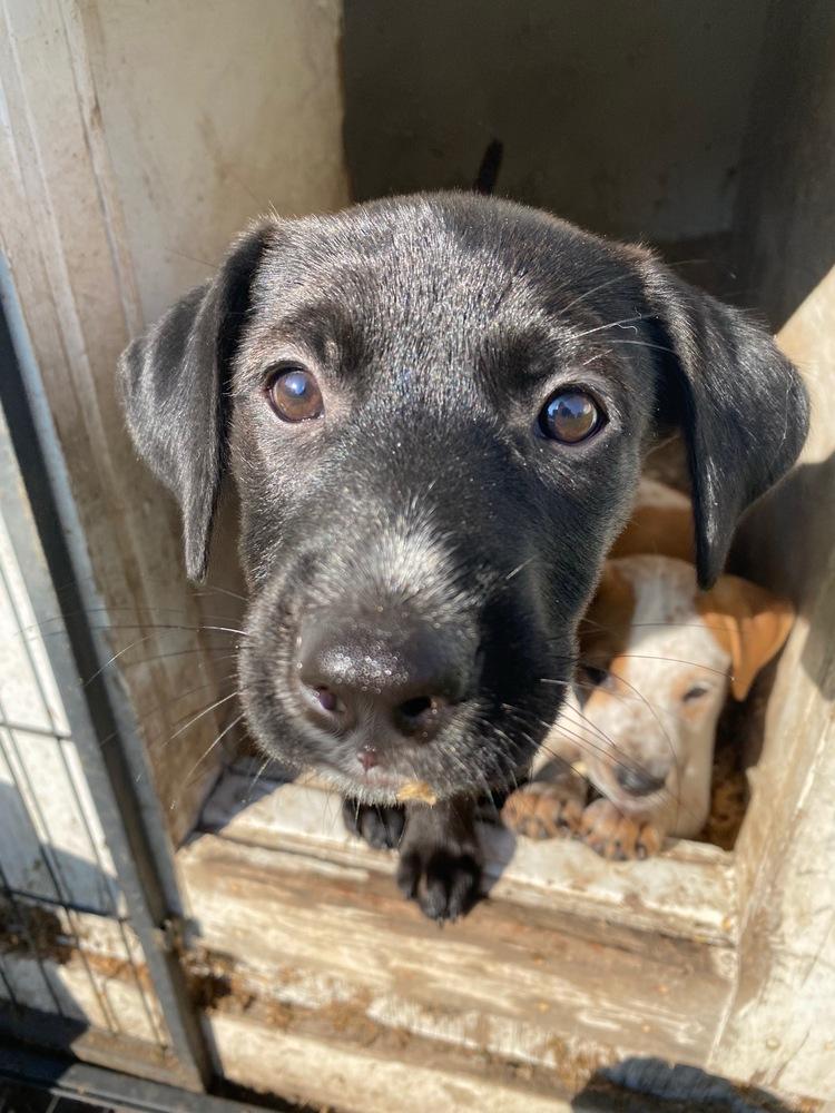 Enlarge Rosa Barks, a Adoptable mixed breed in Deerfield, WI image 6/6
