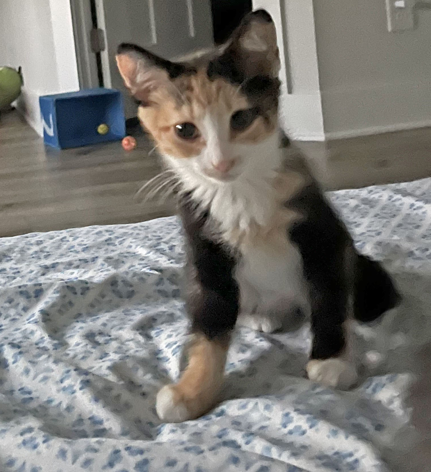 Ivy, a Adopted Calico in Mauldin, SC image 6/6