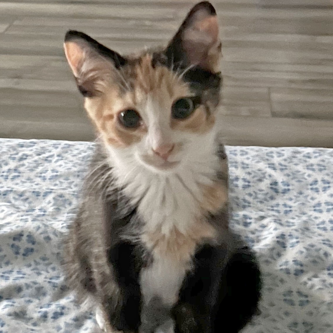 Ivy, a Adopted Calico in Mauldin, SC image 2/6