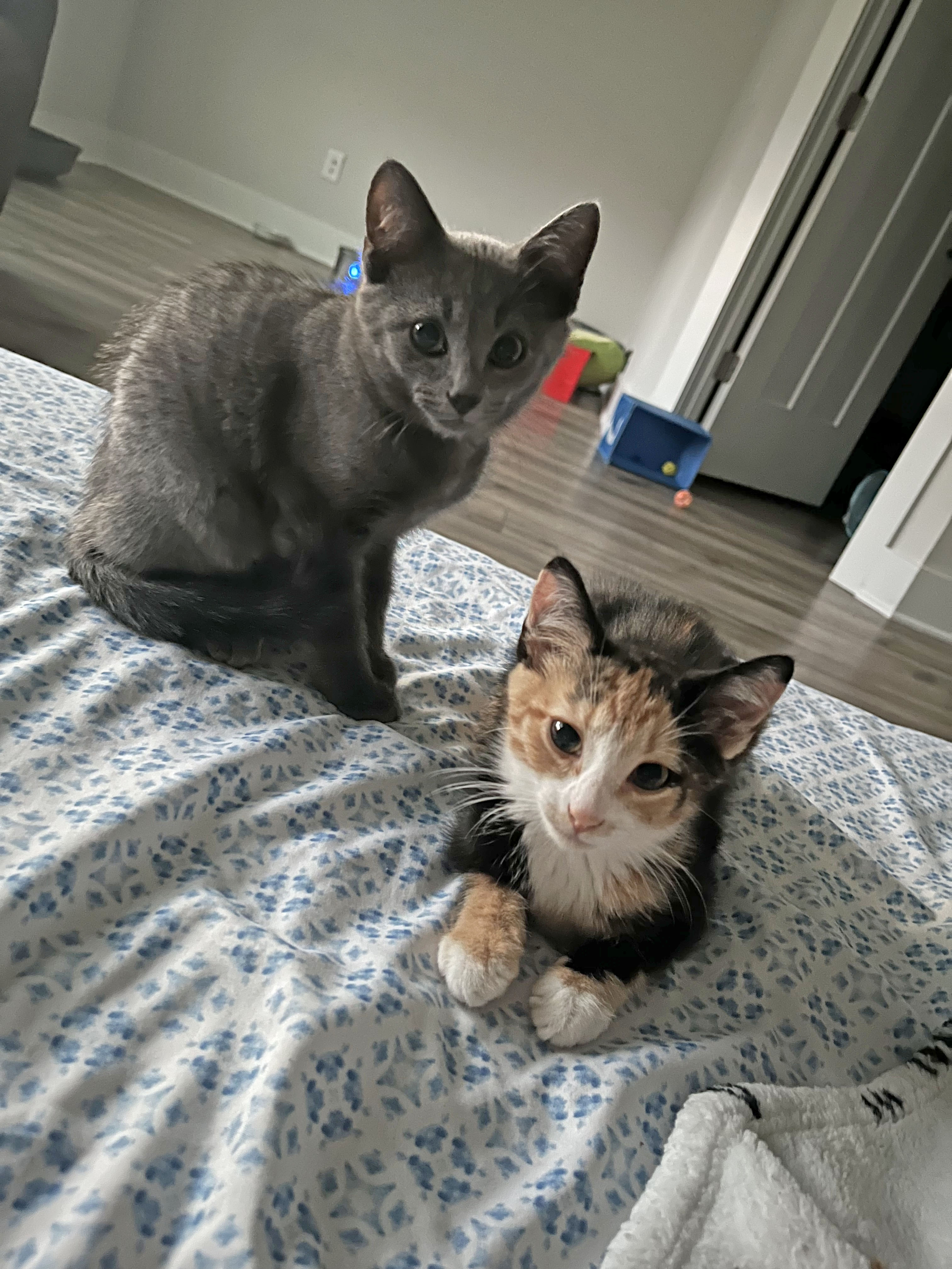 Ivy, a Adopted Calico in Mauldin, SC image 5/6