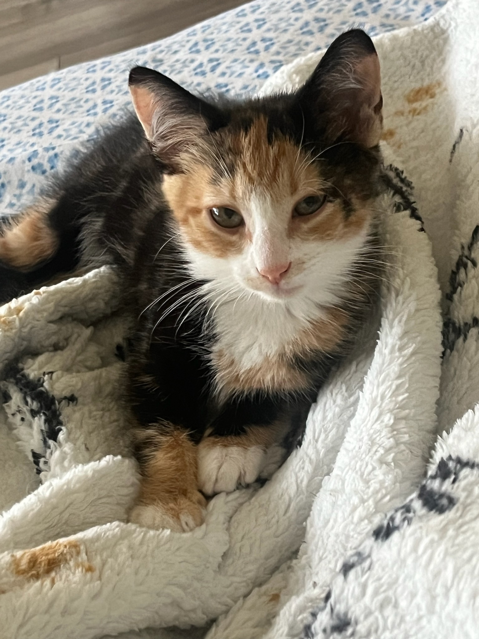 Ivy, Adopted, Kitten Female Calico.