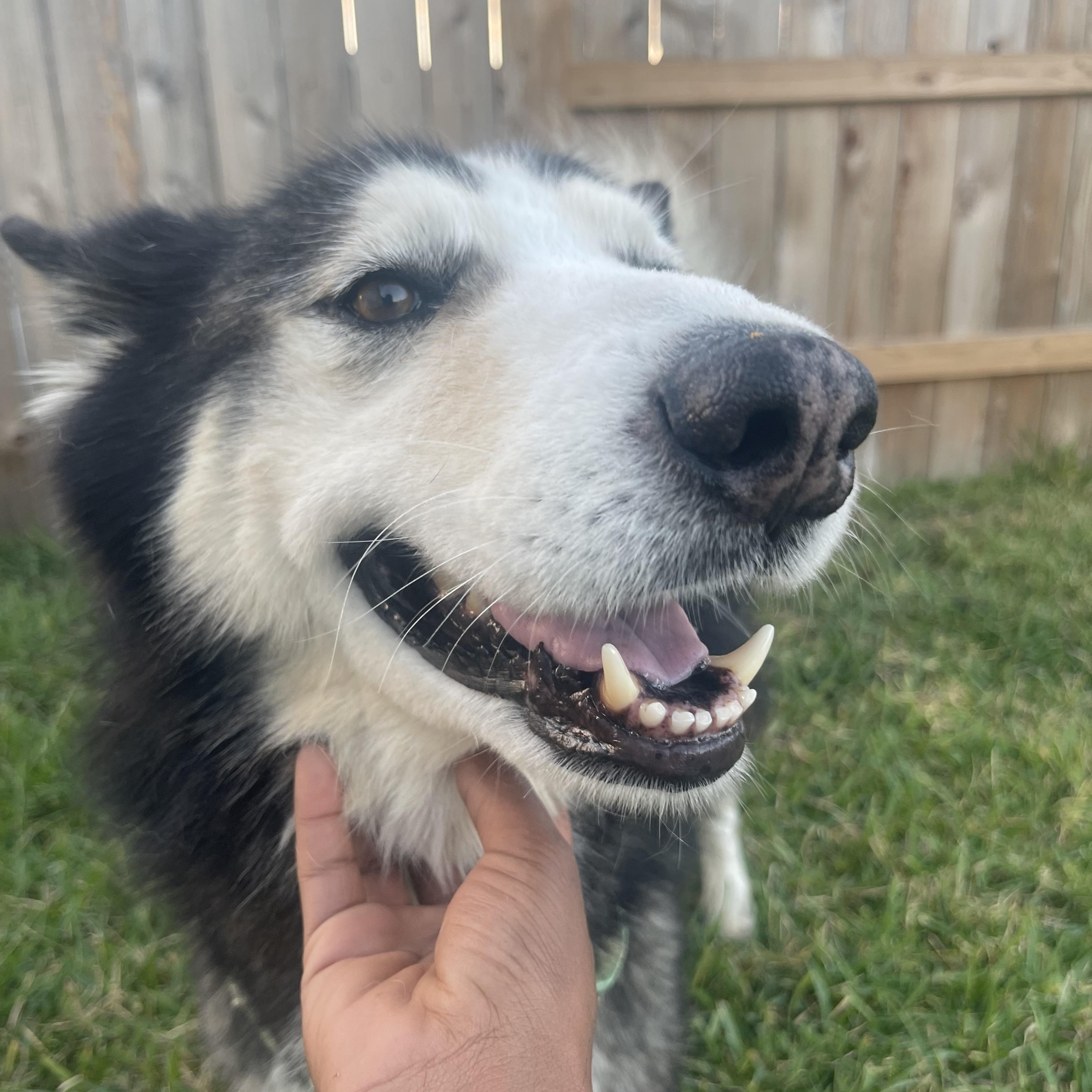 Enlarge Danny , a Adoptable mixed breed in Winnetka, IL image 6/6