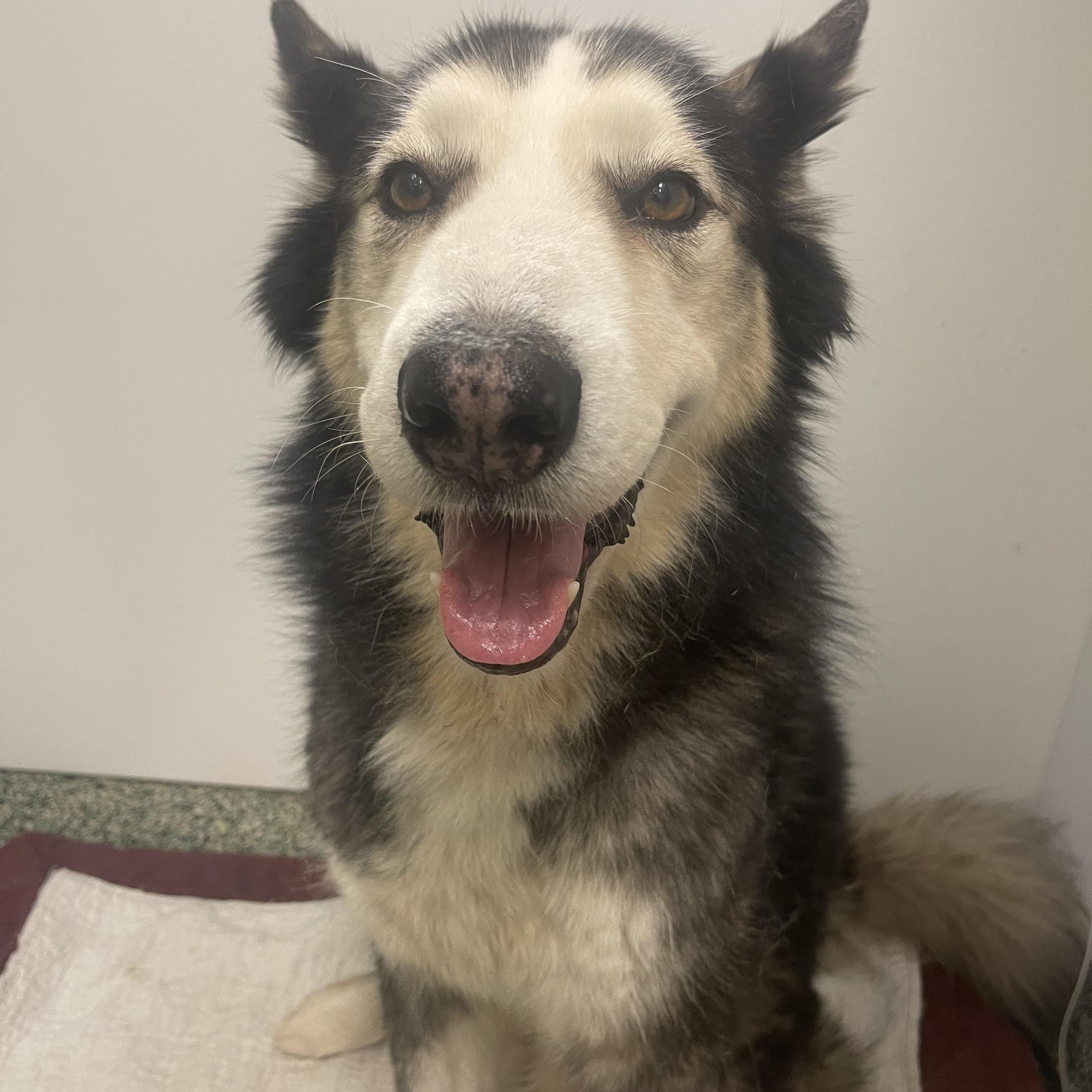 Enlarge Danny , a Adoptable mixed breed in Winnetka, IL image 2/6