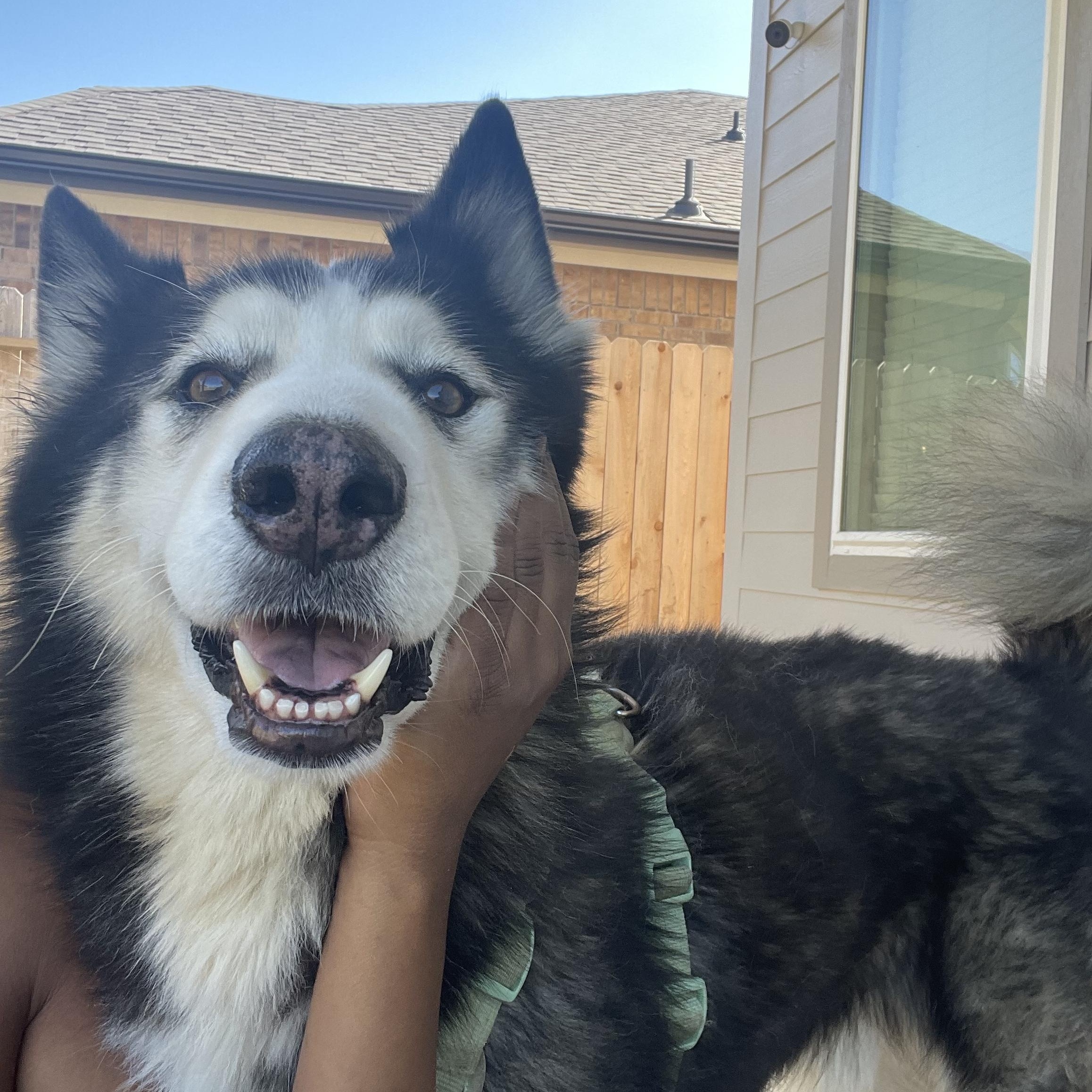 Enlarge Danny , a Adoptable mixed breed in Winnetka, IL image 4/6
