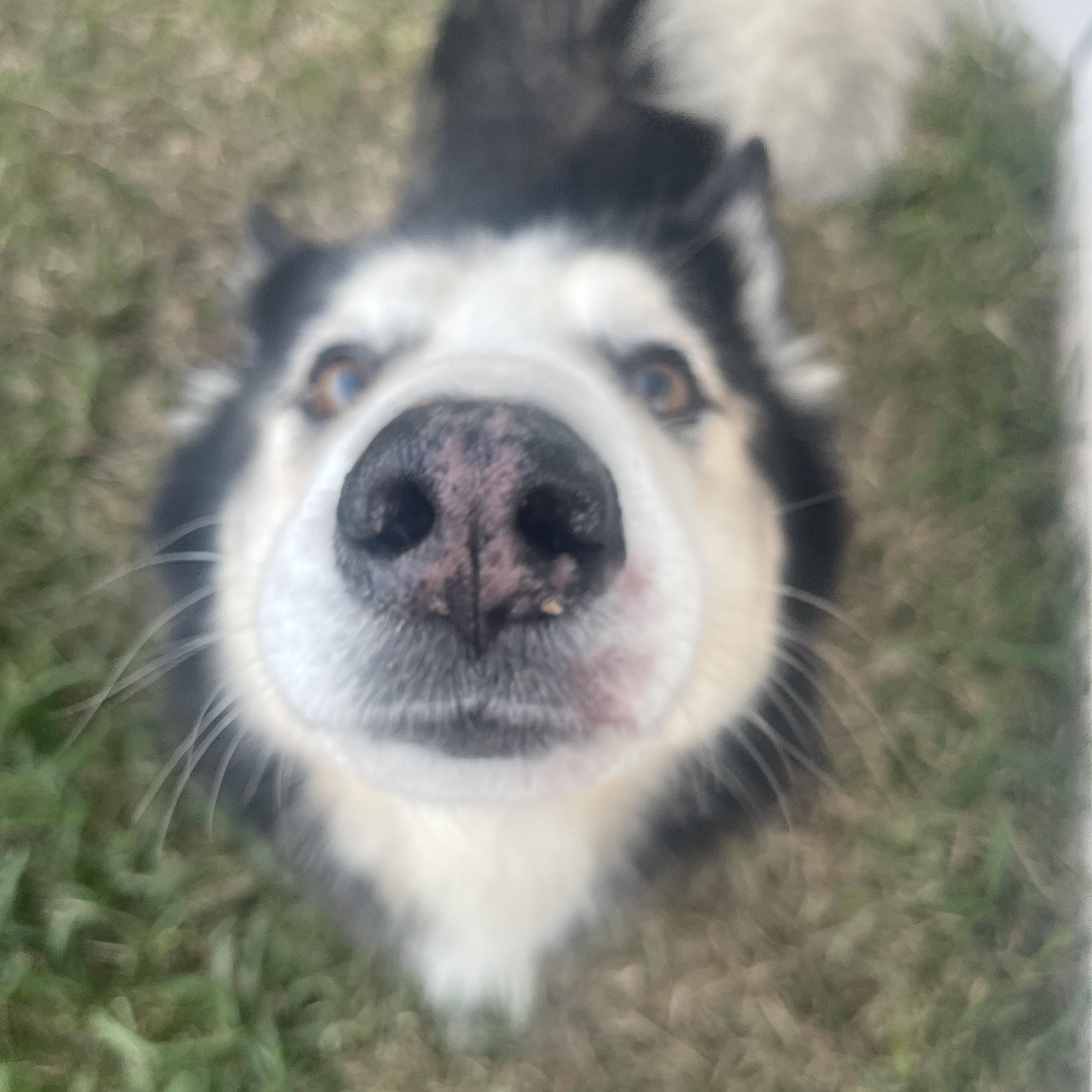 Enlarge Danny , a Adoptable mixed breed in Winnetka, IL image 5/6