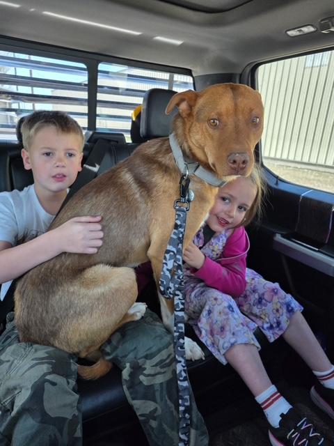 Merlin, Adoptable, Young Male Shepherd.