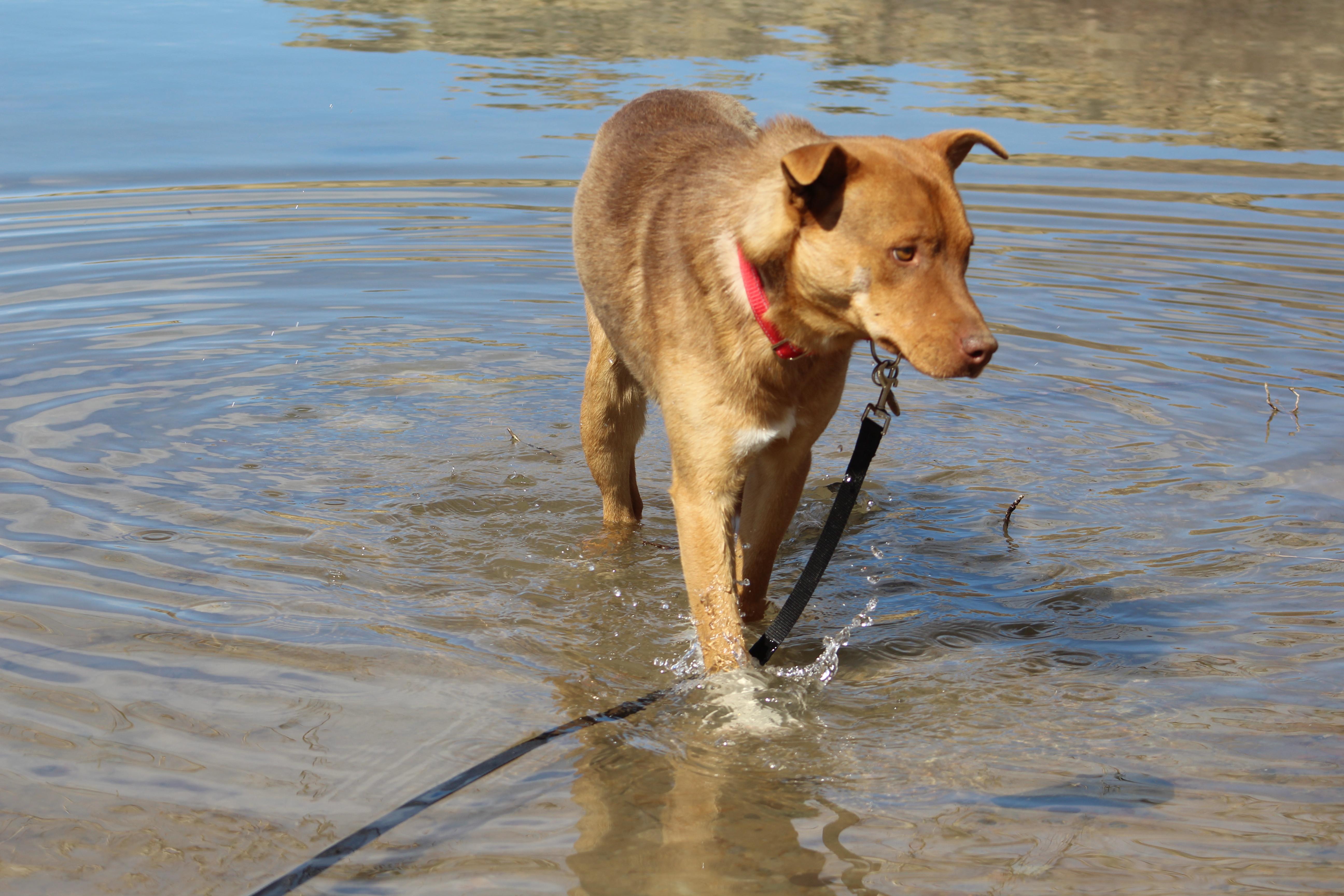 Enlarge Merlin, a Adoptable Shepherd in Riverton, WY image 1/3