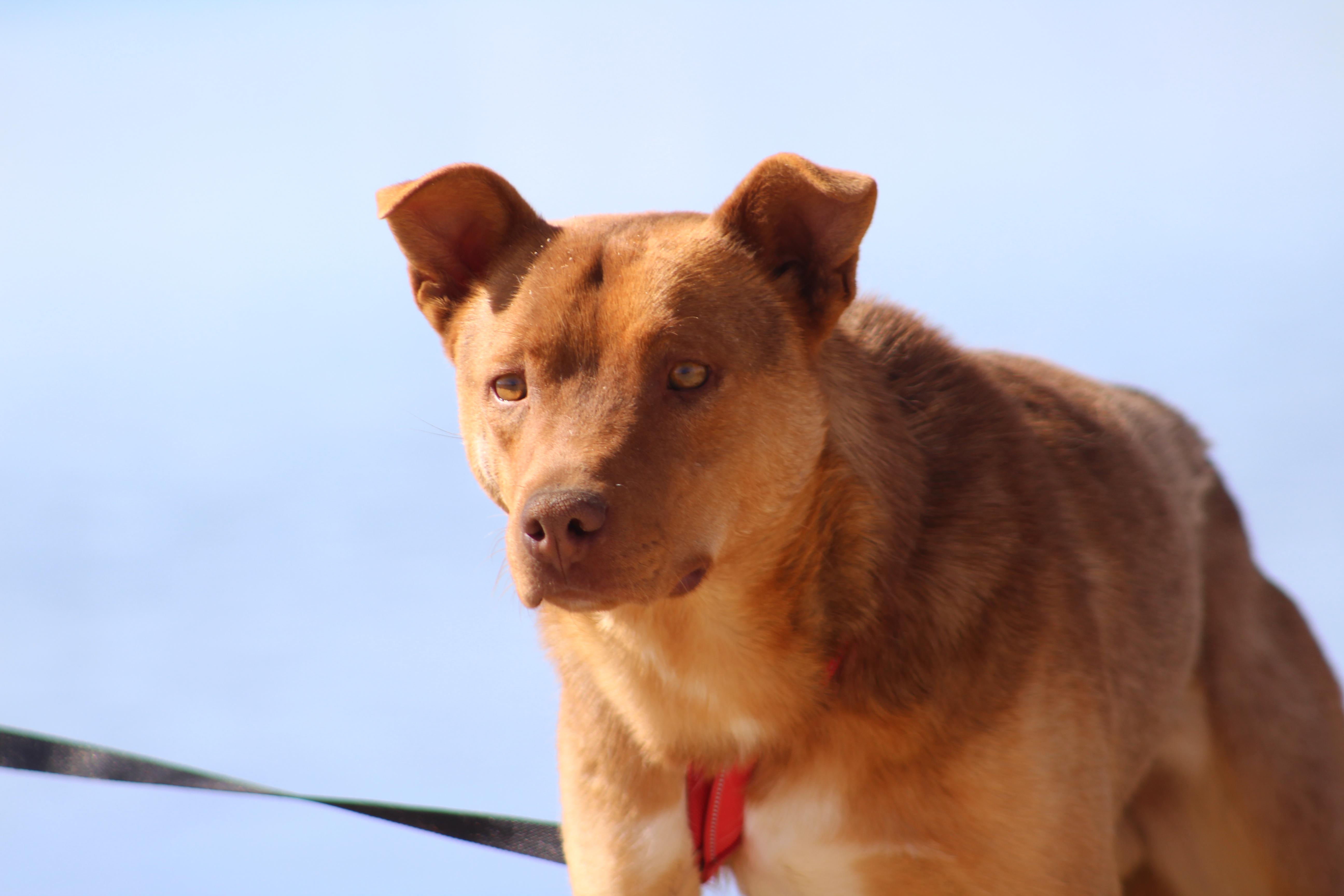 Enlarge Merlin, a Adoptable Shepherd in Riverton, WY image 2/3