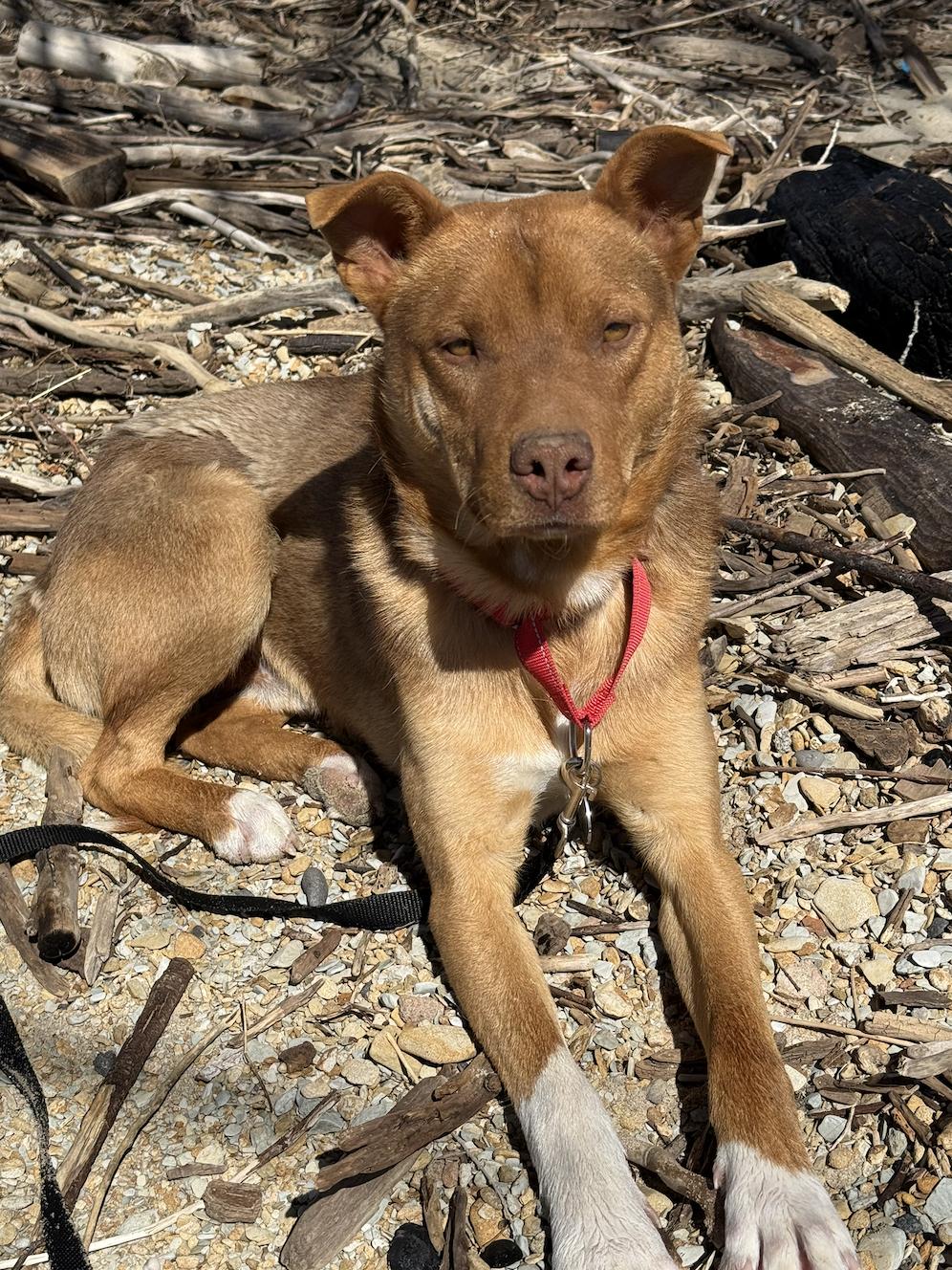 Enlarge Merlin, a Adoptable Shepherd in Riverton, WY image 3/3