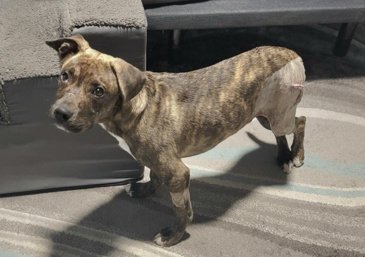 Enlarge Lucky, a Adoptable mixed breed in Scroggins, TX image 3/4