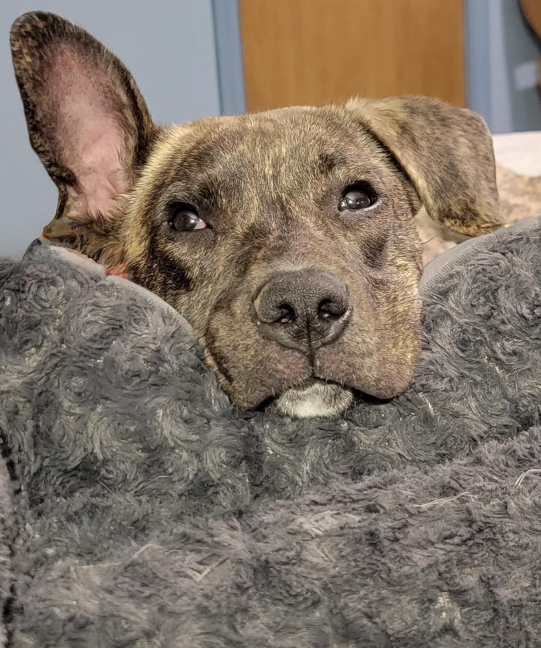 Enlarge Lucky, a Adoptable mixed breed in Scroggins, TX image 2/4