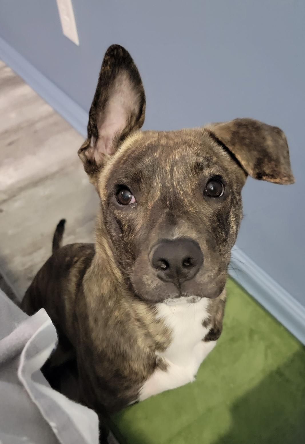 Enlarge Lucky, a Adoptable mixed breed in Scroggins, TX image 1/4