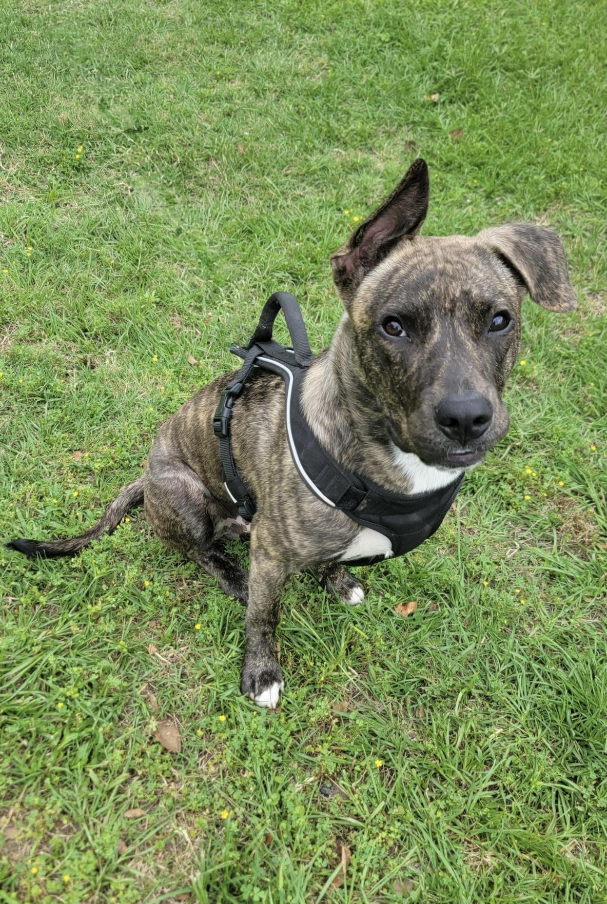 Enlarge Lucky, a Adoptable mixed breed in Scroggins, TX image 4/4