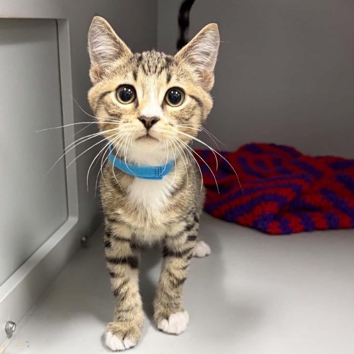 Apollo, Adoptable, Young Male Domestic Short Hair.