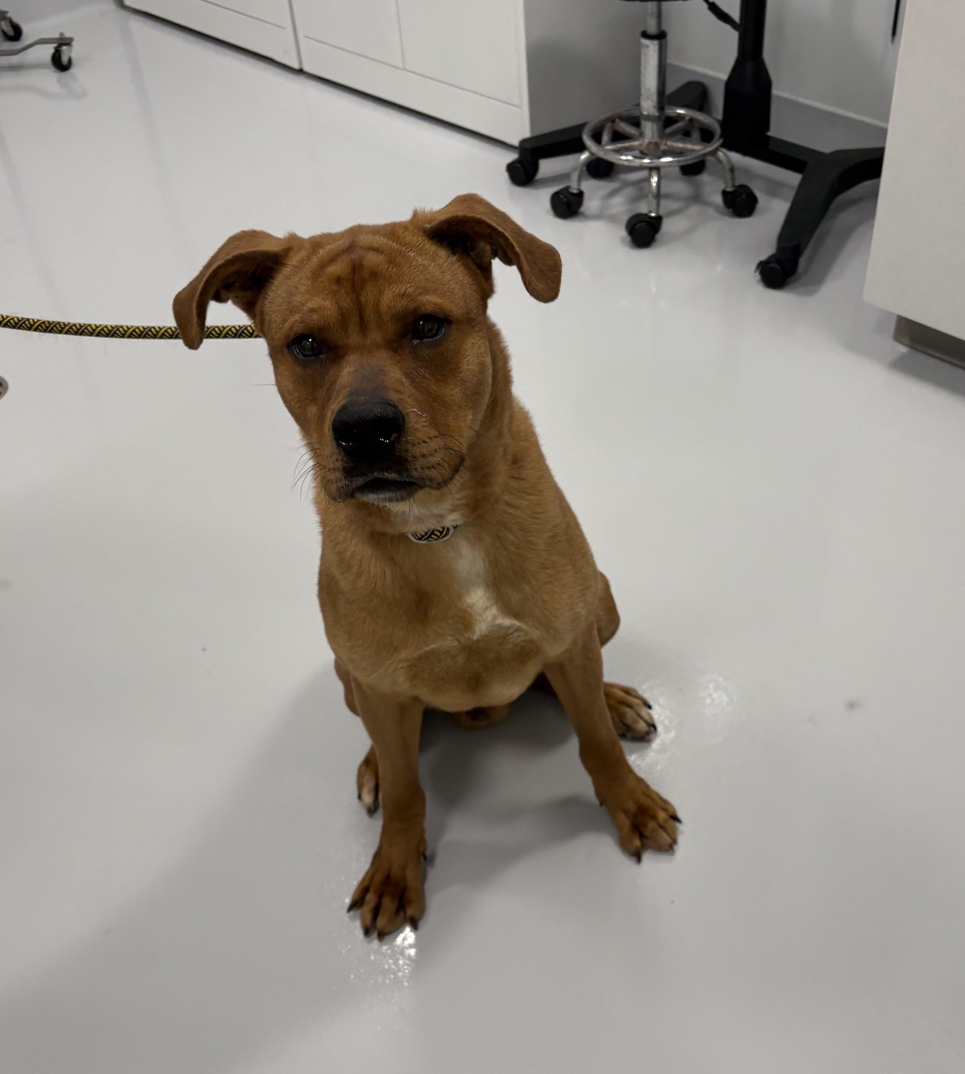 Enlarge Clifford, an adopted mixed breed in Kankakee, IL image 2/2