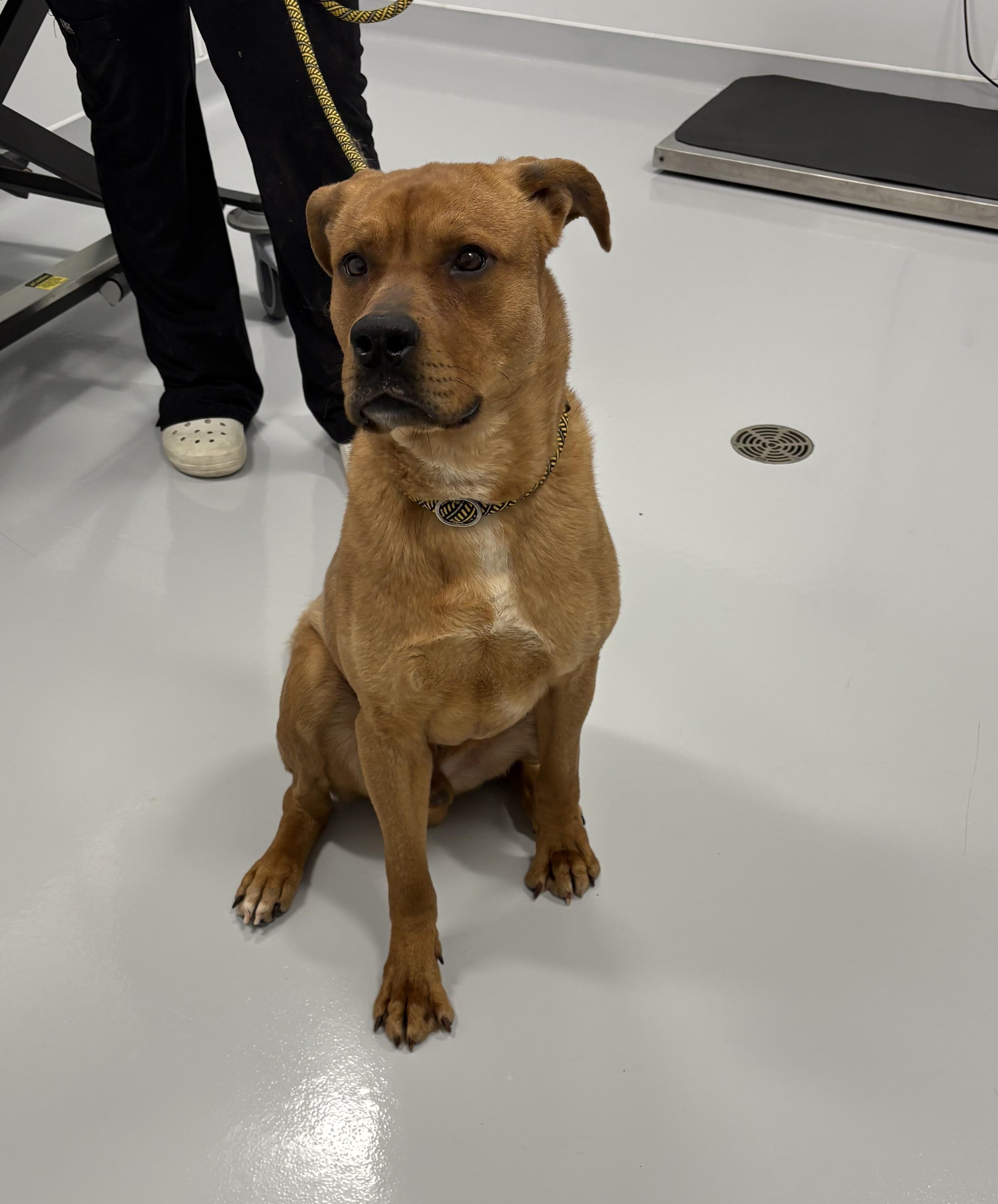 Enlarge Clifford, an adopted mixed breed in Kankakee, IL image 1/2