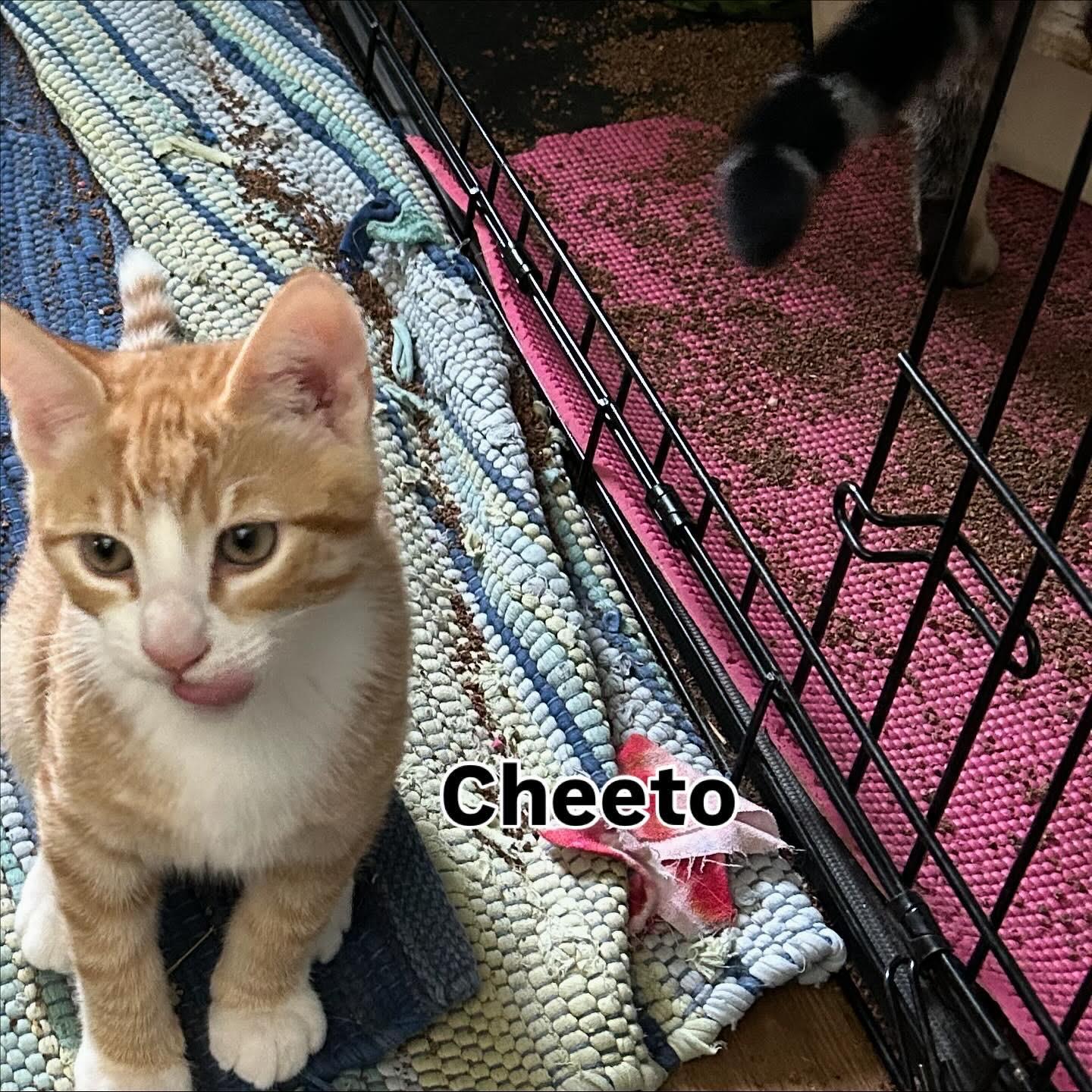 Enlarge Cheeto, a ADOPTABLE Domestic Short Hair in Rochester, NY image 1/1
