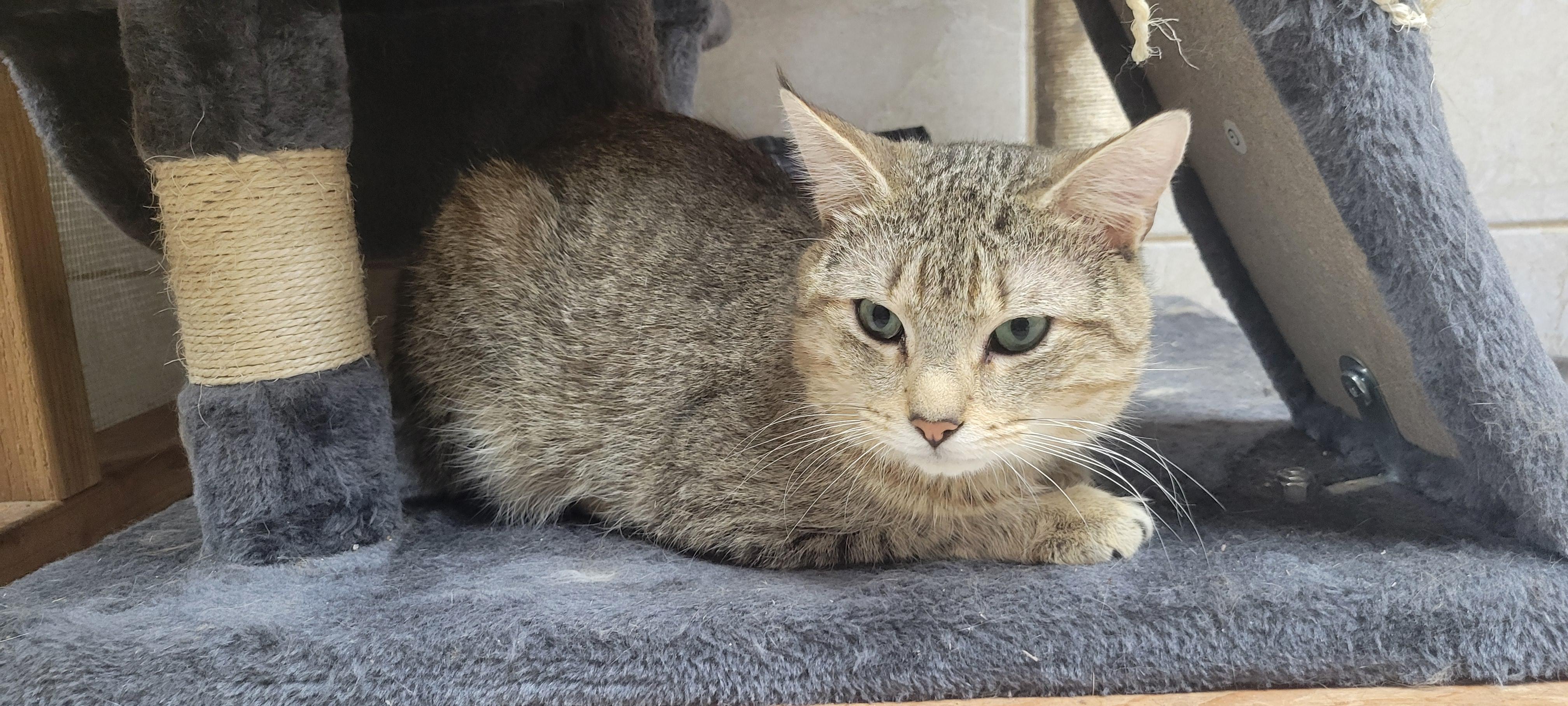 Copperfield, ADOPTABLE, Young Male Tabby.