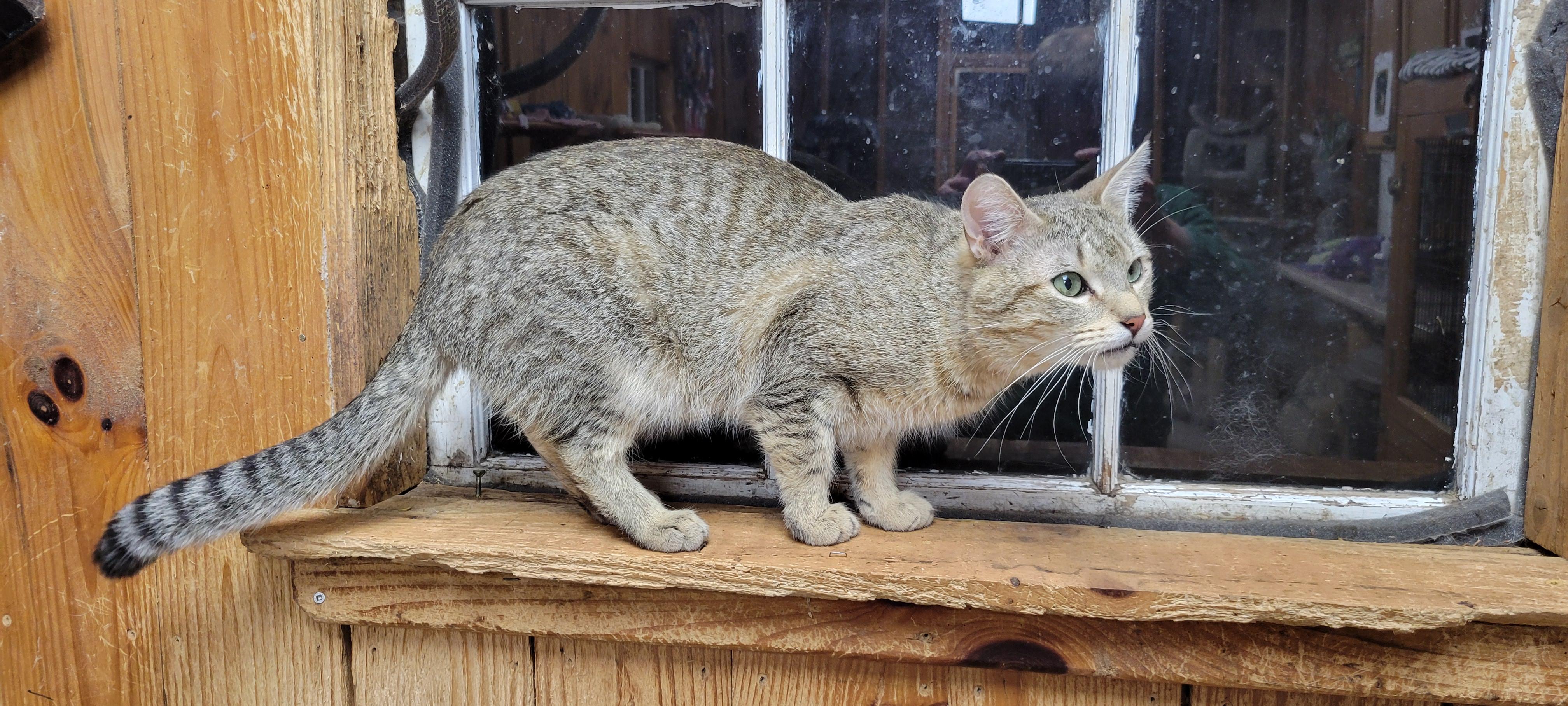 Copperfield, a ADOPTABLE mixed breed in Coventry, CT image 2/6