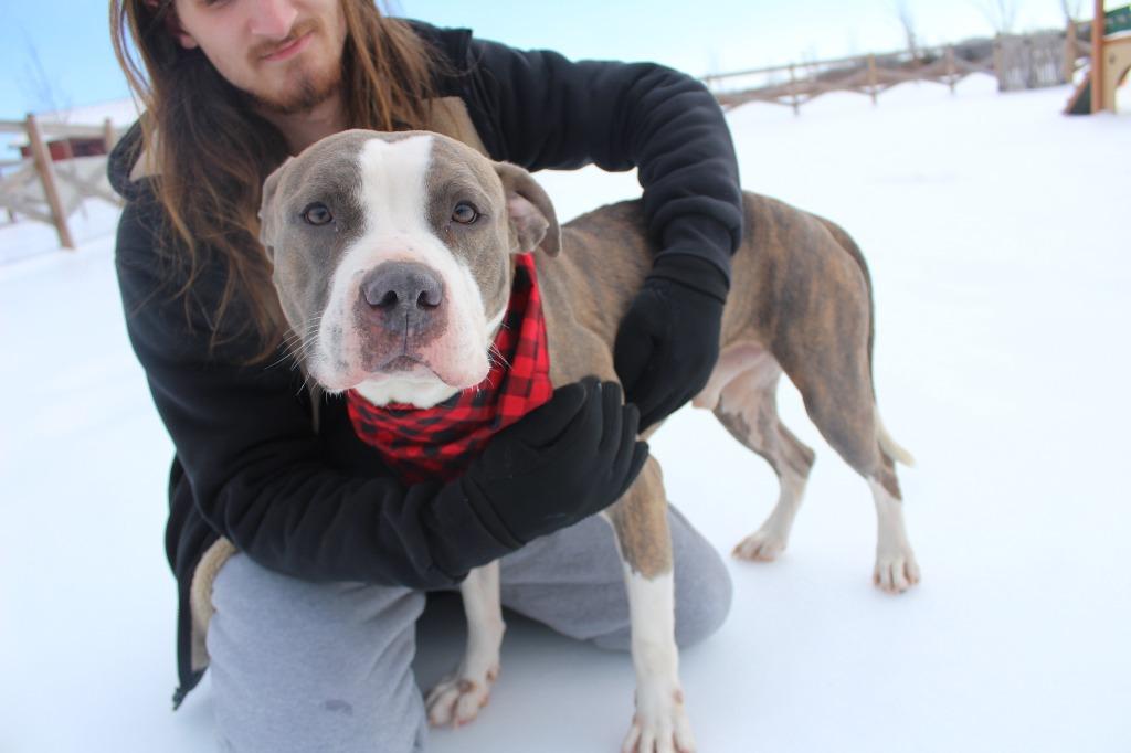 Enlarge Chubbs, a Adoptable Pit Bull Terrier in Chestertown, MD image 2/5