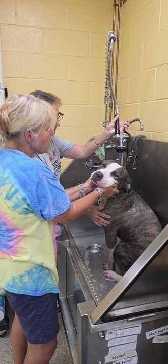 Enlarge Chubbs, a Adoptable Pit Bull Terrier in Chestertown, MD image 4/5