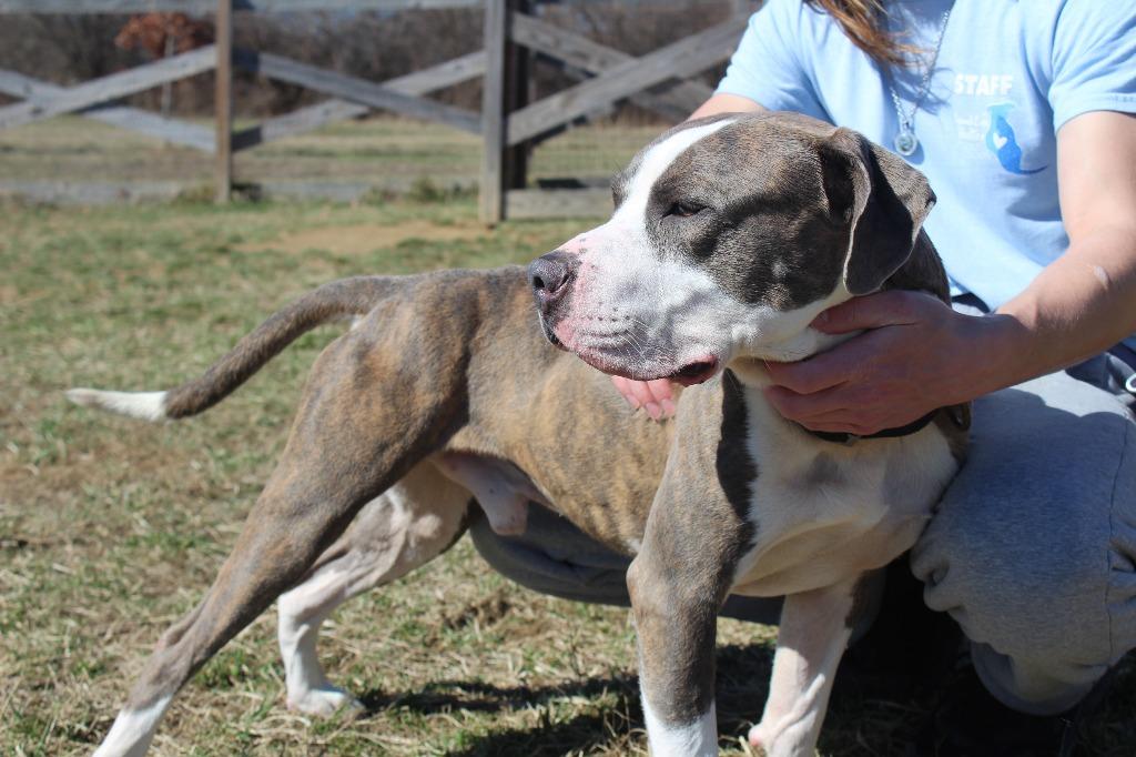 Enlarge Chubbs, a Adoptable Pit Bull Terrier in Chestertown, MD image 3/5