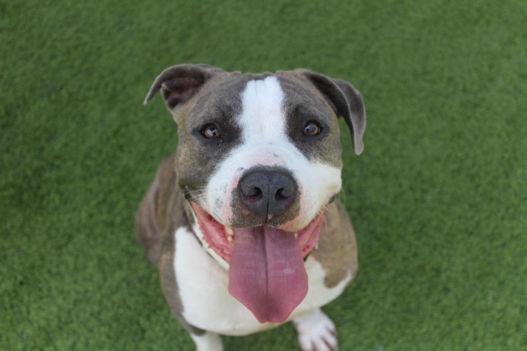 Enlarge Chubbs, a Adoptable Pit Bull Terrier in Chestertown, MD image 1/5