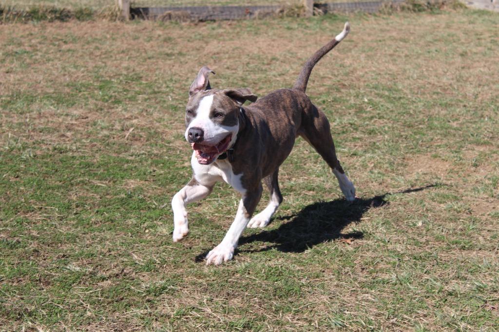 Enlarge Chubbs, a Adoptable Pit Bull Terrier in Chestertown, MD image 5/5