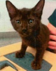 Enlarge Cosmo, a Adopted mixed breed in Richland Hills, TX image 1/1