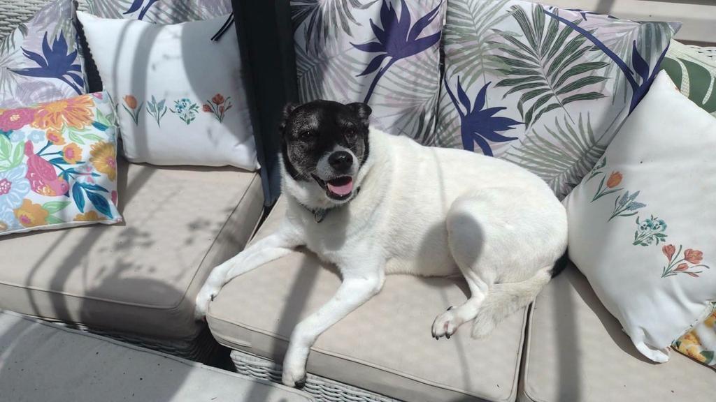 Arya, Adoptable, Senior Female Canaan Dog & Mixed Breed.