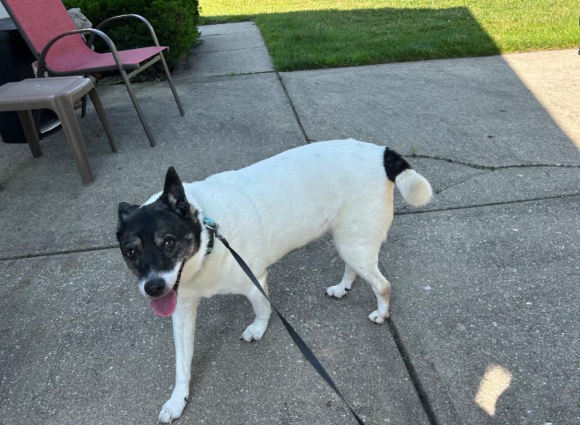 Arya, Adoptable, Senior Female Canaan Dog.