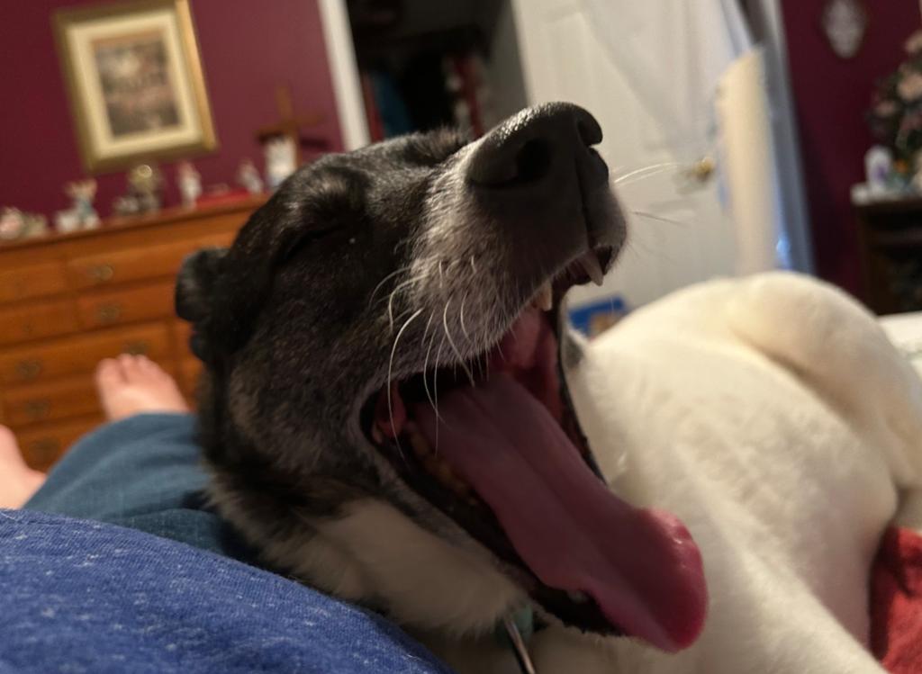 Arya, a Adoptable Canaan Dog in Greenfield, IN image 2/6