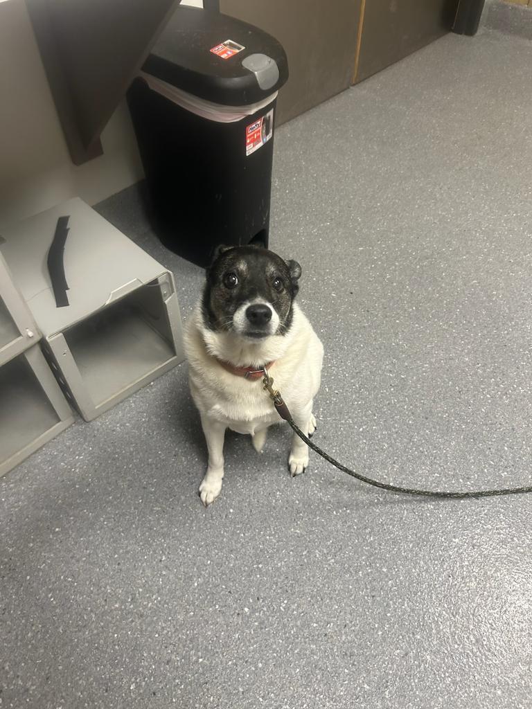 Enlarge Arya, a Adoptable Canaan Dog in Greenfield, IN image 1/1