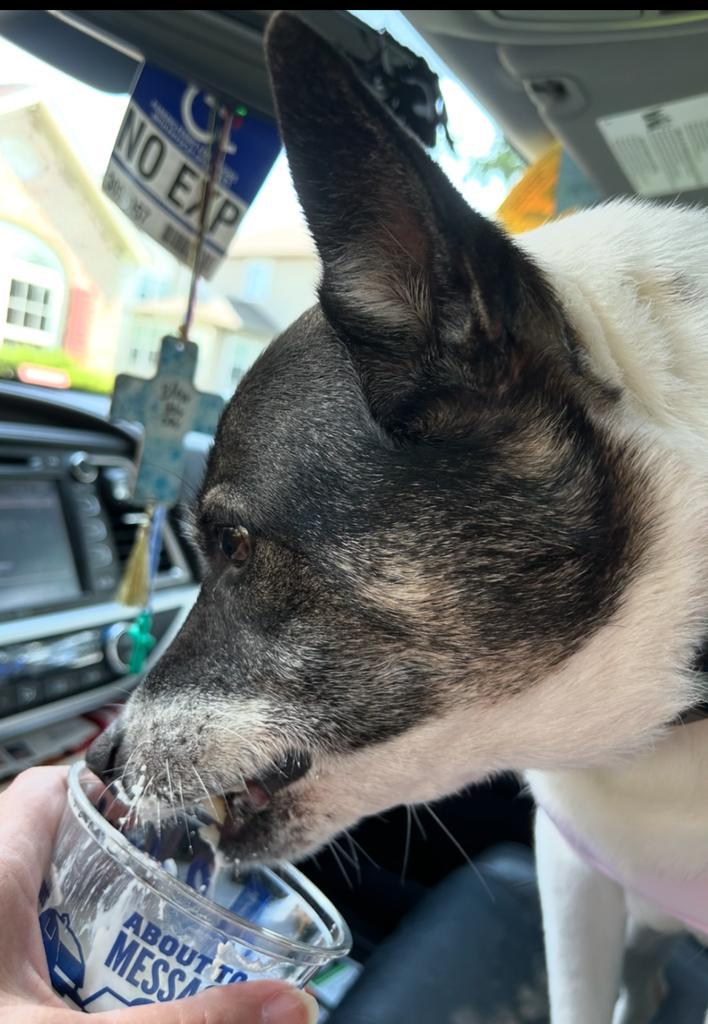 Arya, a Adoptable Canaan Dog in Greenfield, IN image 4/6