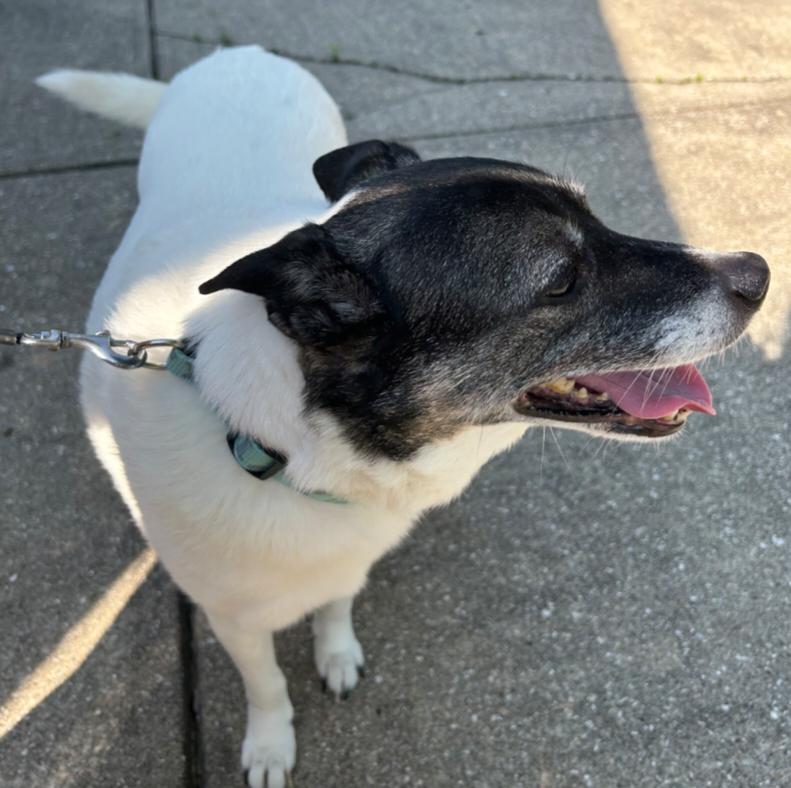 Arya, a Adoptable Canaan Dog in Greenfield, IN image 6/6