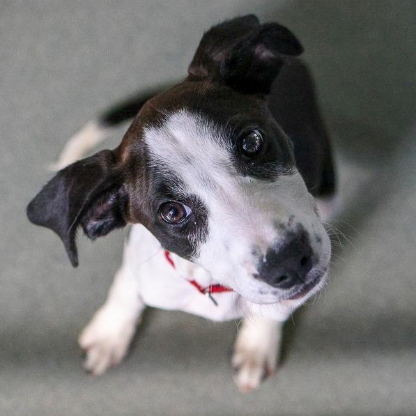 Mozzarella, Adoptable, Puppy Female Mixed Breed.